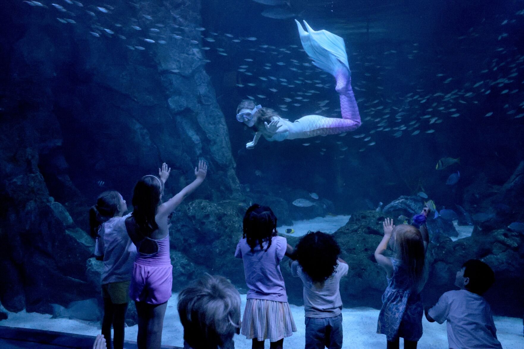 Mermaids on the Mississippi make a Splash at the 最新杏吧原创 Aquarium